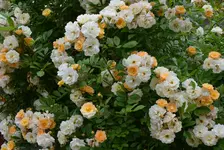 2134.webp