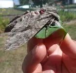 1D69C5C4SAM_0251.webp
