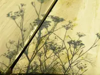 DSCN9537.webp