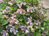 011.webp