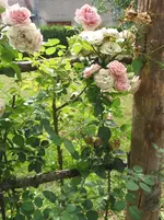 017.webp