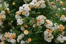schisselene.webp