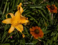 IMG_2477.webp