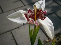 P7180753.webp