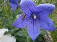 P7180760.webp