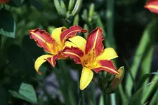 Taglilie.webp