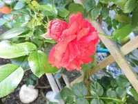 Bilda011.webp