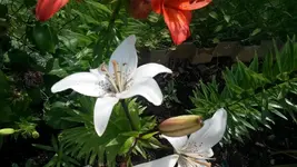 sam.18.7 005.webp