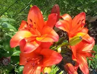 sam.18.7 006.webp
