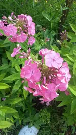 sam.18.7 007.webp