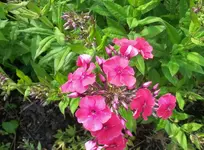 sam.18.7 010.webp