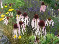 DSCN9547.webp