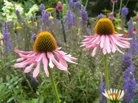 DSCN9549.webp