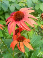 DSCN9555.webp