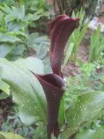 003.webp
