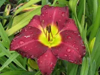 all american plum_576x768.webp