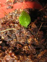 mini mix_576x768.webp