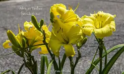IMG_2545.webp