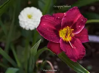 IMG_2549.webp
