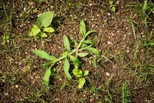 20150719-Sandstrasse-1DS36972.webp