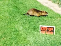 Nutria äsend auf der Flucht.webp
