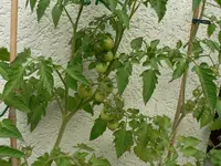 P1570316.webp