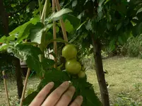 P1570321.webp