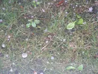Hagel 18.07.2015.webp