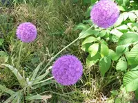 Bilda119.webp