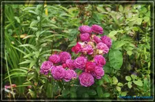 comp_DSC04258.webp