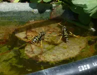 Wespen.webp
