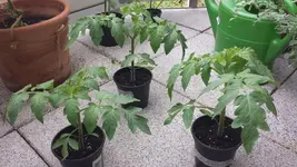 20150719_152507.webp
