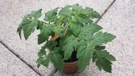 20150719_152816.webp