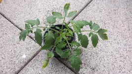20150719_153147.webp