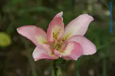 L. a.hellrosa+.webp