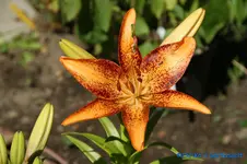L. a.Kentucky+.webp