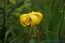L. Tb. leichlinii.webp