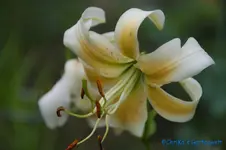 L. Tb.Bright Star+.webp