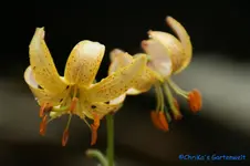L. Tb.Hansonii+.webp
