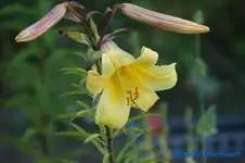 L. Tr. Golden Splendour+.webp