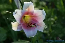 L. Tr.Matador+.webp