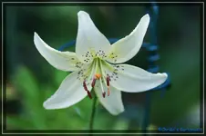L. White Tiger.webp