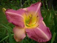 k-DSCI3623.webp
