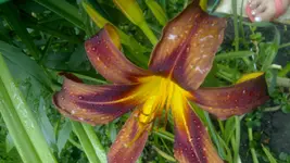 Brown Witch 2.webp