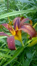 Brown Witch 4.webp