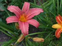 DSCF3923.webp