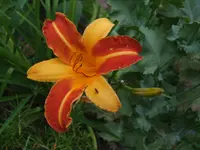 DSCF3924.webp