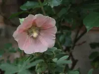 DSCF3936.webp