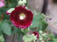 DSCF3938.webp
