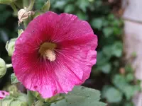 DSCF3940.webp